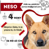 NESO