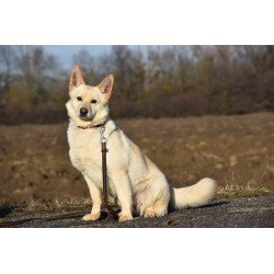 LOBBA