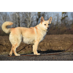 LOBBA