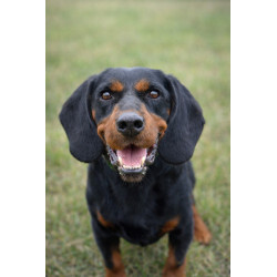Mr. SAUSAGE