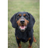 Mr. SAUSAGE