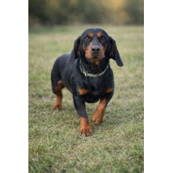 Mr. SAUSAGE