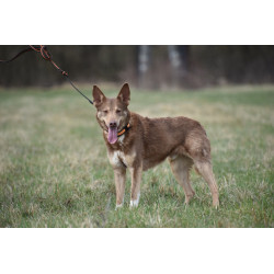 DINGO