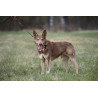 DINGO