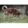 DINGO