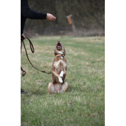 DINGO