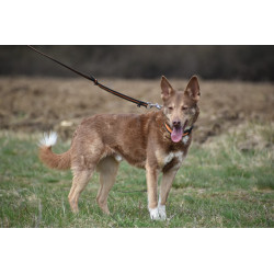 DINGO