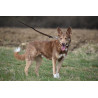 DINGO