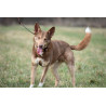 DINGO