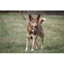 DINGO