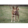 DINGO