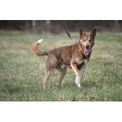 DINGO