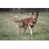 DINGO