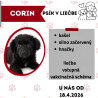 CORIN