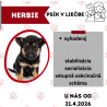 HERBIE