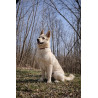 LOBBA
