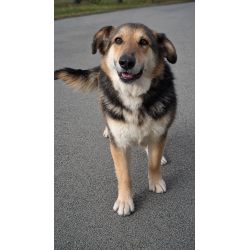 BESINA