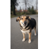 BESINA