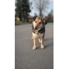 BESINA