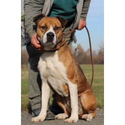 TYSON