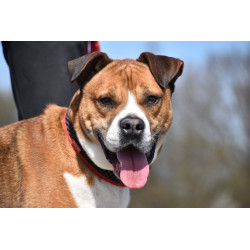 TYSON