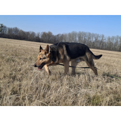 REX