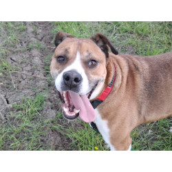 TYSON