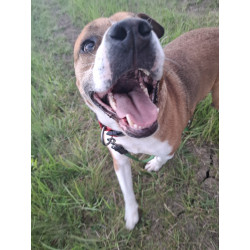 TYSON