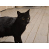 SALEM