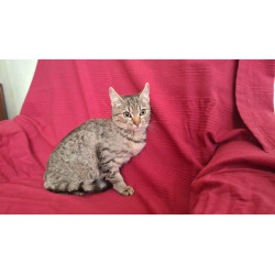 TESSY