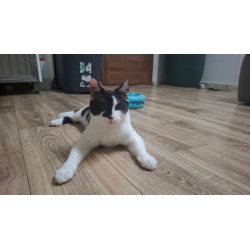 TURBO